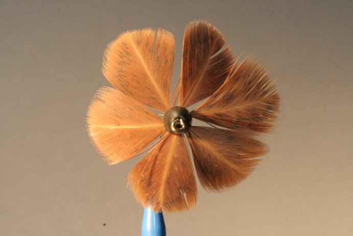 Polypen Frontansicht