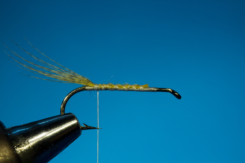 Doosfliege Unterk�rper