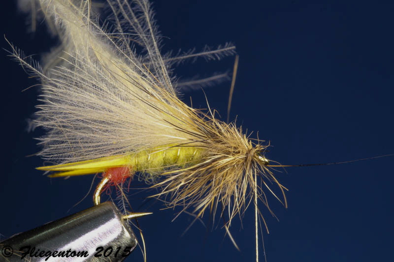 Yellow Sally - Hechel trimmen