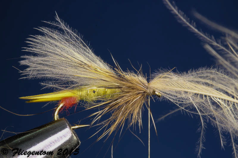 Yellow Sally - CDC-Feder nach vorne